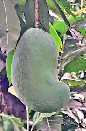 Cashew shaped mango