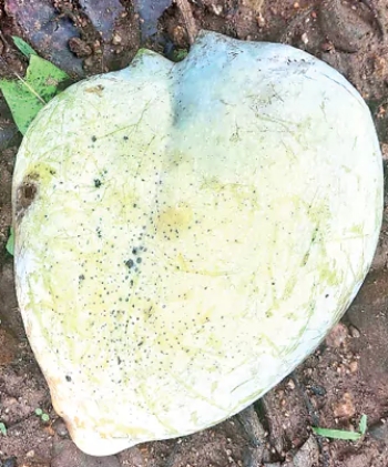 HEART SHAPED MANGO