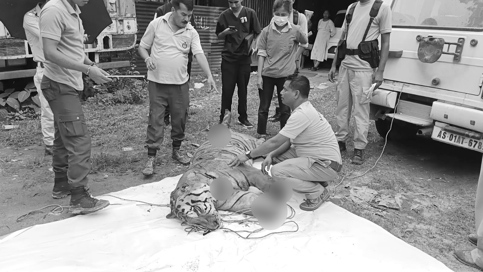 Golaghat villagers kill tiger says forest department