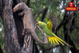 Keoladeo National Park