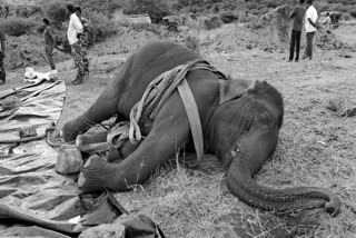 உயிரிழந்த யானை