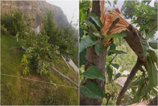 हिमाचल में खराब मौसम की भेंट चढ़े सेब सहित अन्य फल