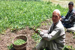 پلوامہ میں مٹر کی ریکارڈ پیداوار، مگر کسان پھر بھی پریشان