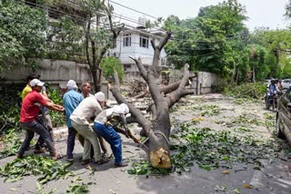 NDMC workers remove a huge tree uprooted in the thunderstorm in Delhi.