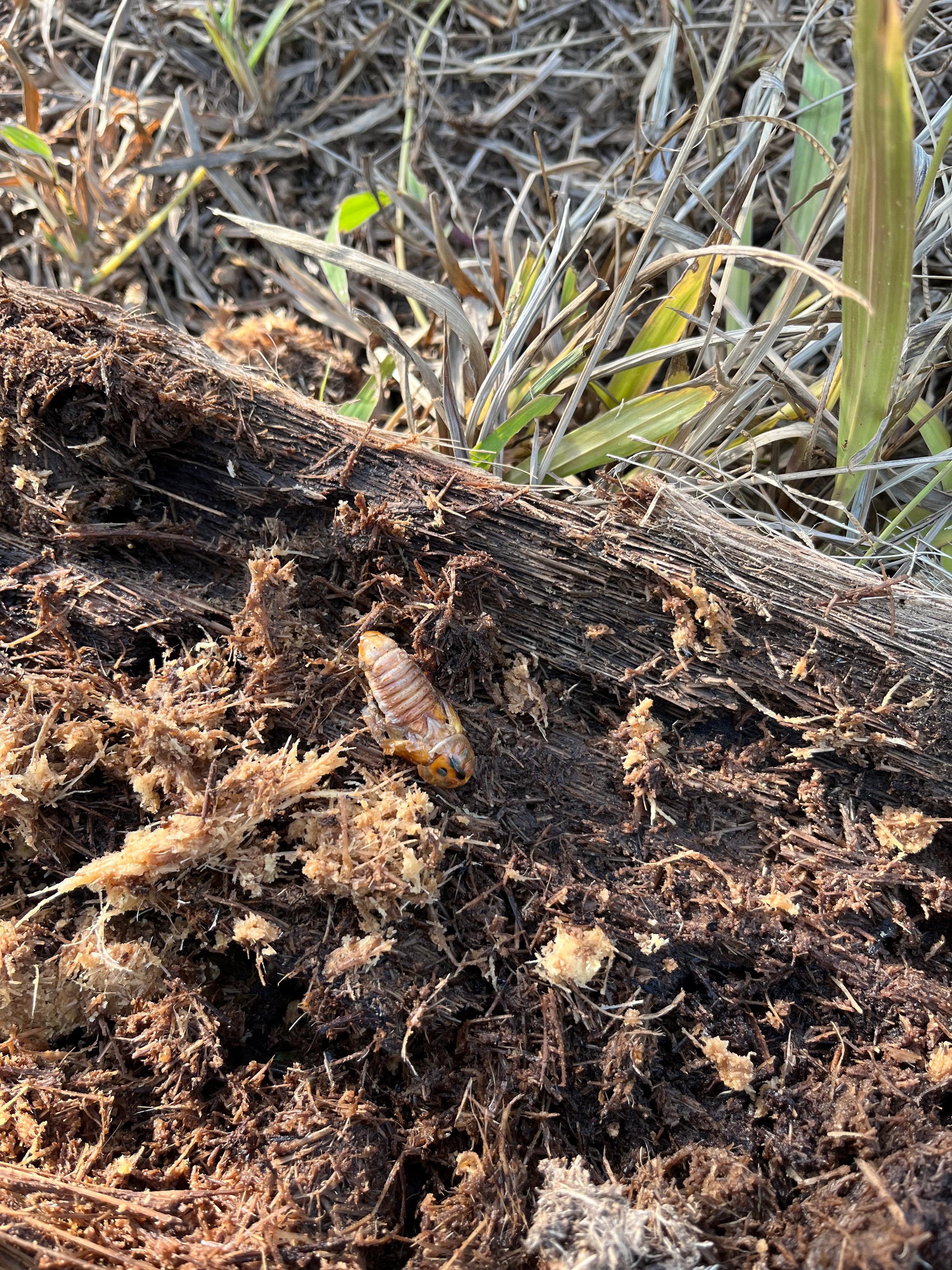 after-coconut-areca-nut-also-affected-by-red-nose-worms-in-shivamogga