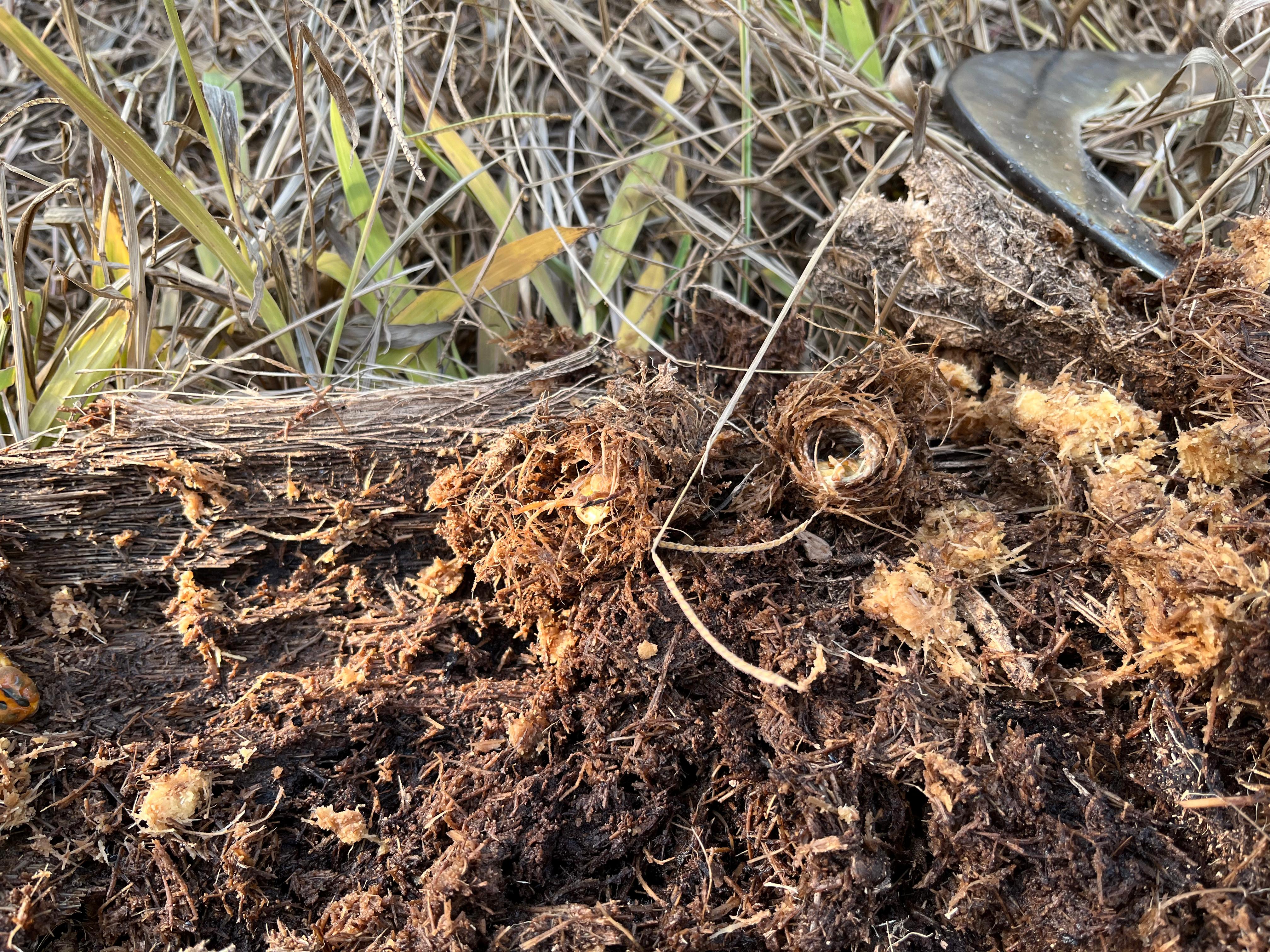 after-coconut-areca-nut-also-affected-by-red-nose-worms-in-shivamogga