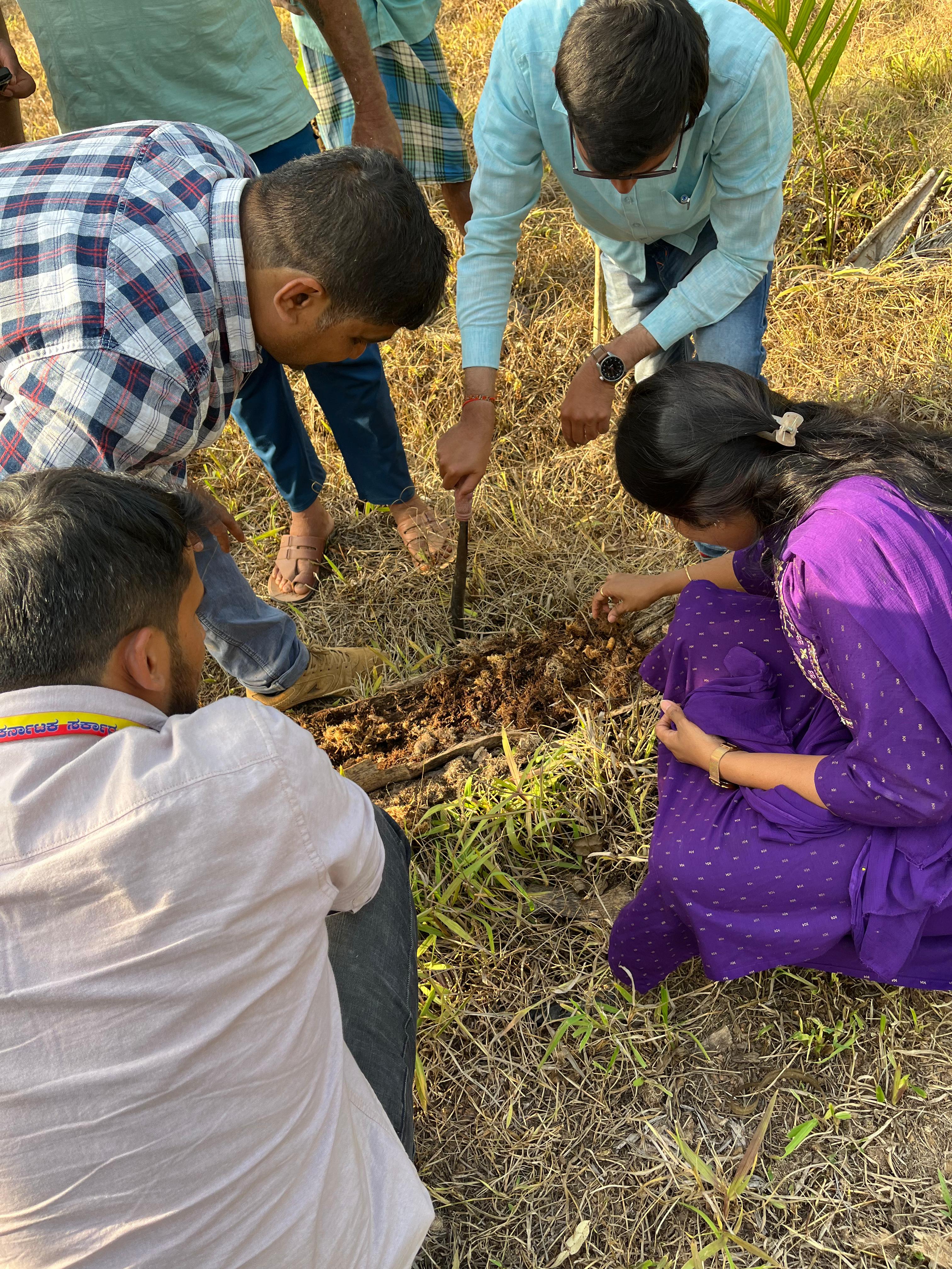 after-coconut-areca-nut-also-affected-by-red-nose-worms-in-shivamogga