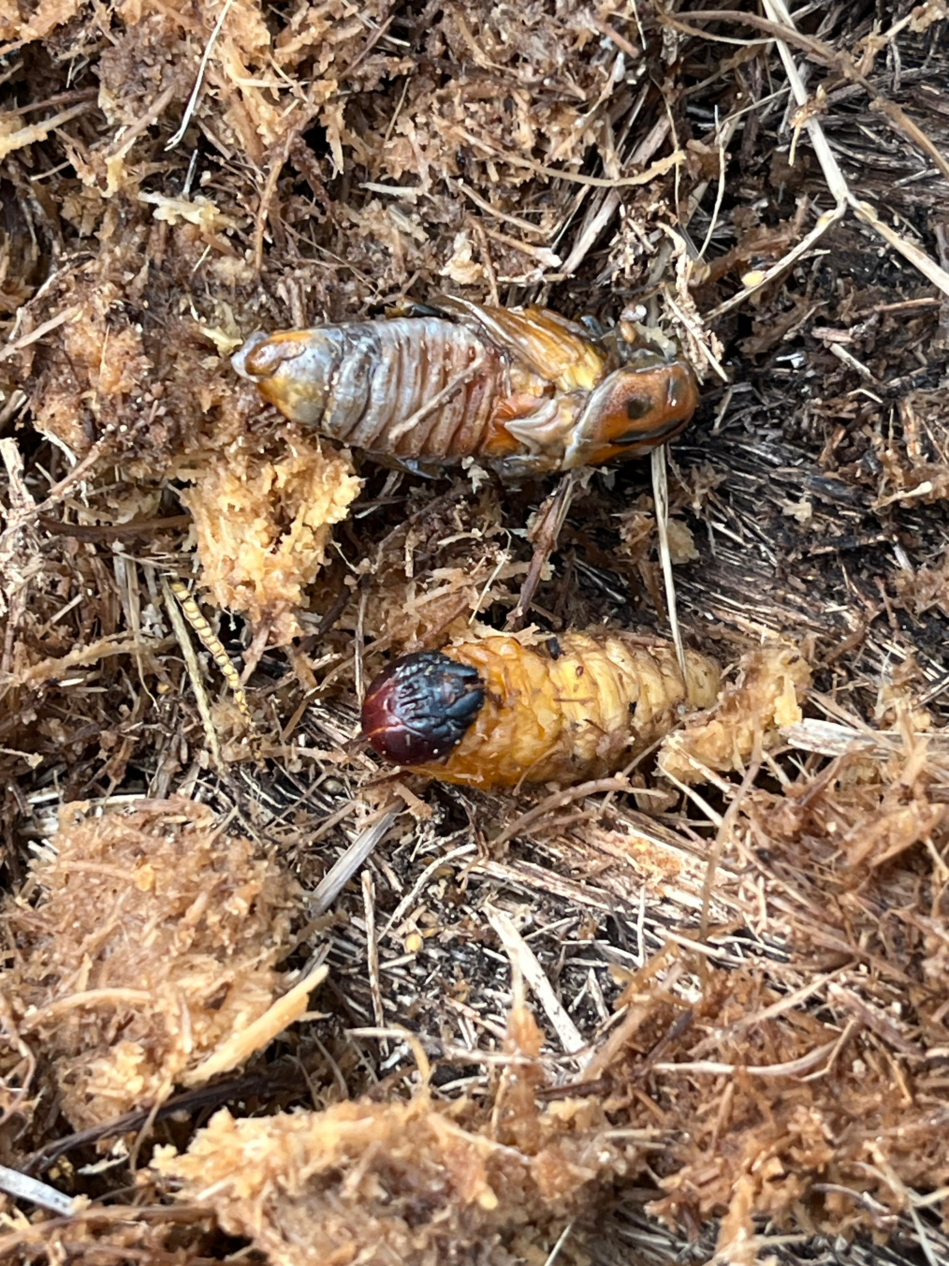 after-coconut-areca-nut-also-affected-by-red-nose-worms-in-shivamogga