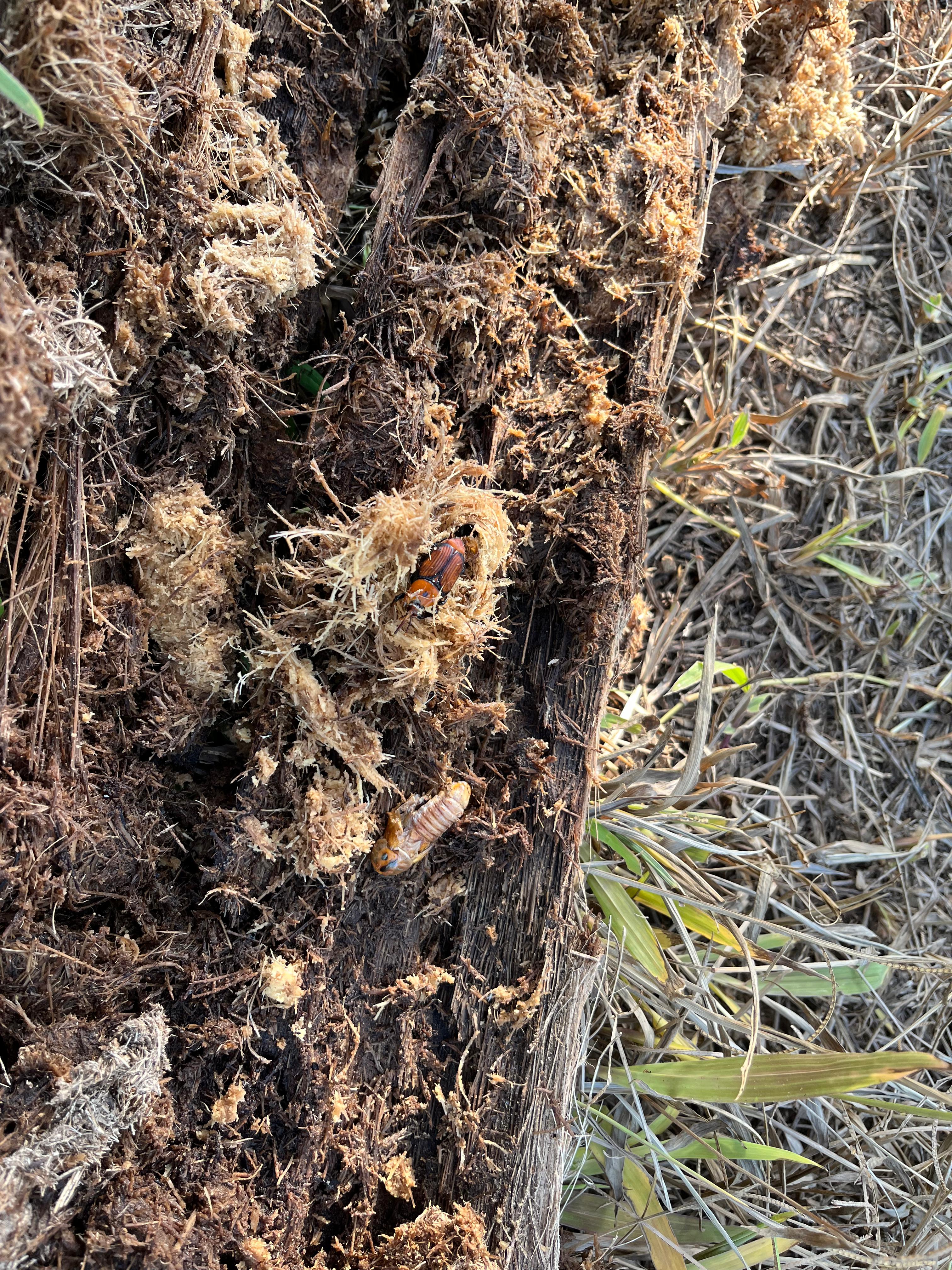 after-coconut-areca-nut-also-affected-by-red-nose-worms-in-shivamogga
