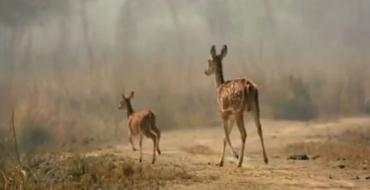 Animal in Keoladeo