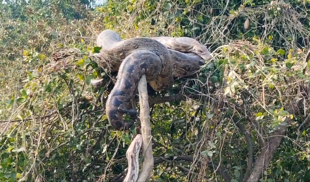 Reptiles in Ghana