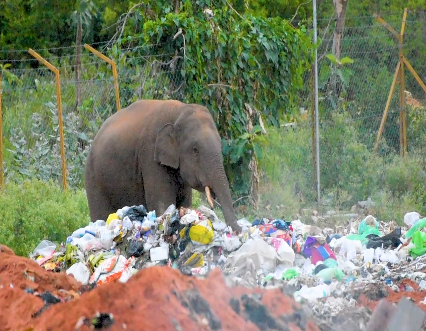 குப்பைகளில் உணவு தேடும் யானை