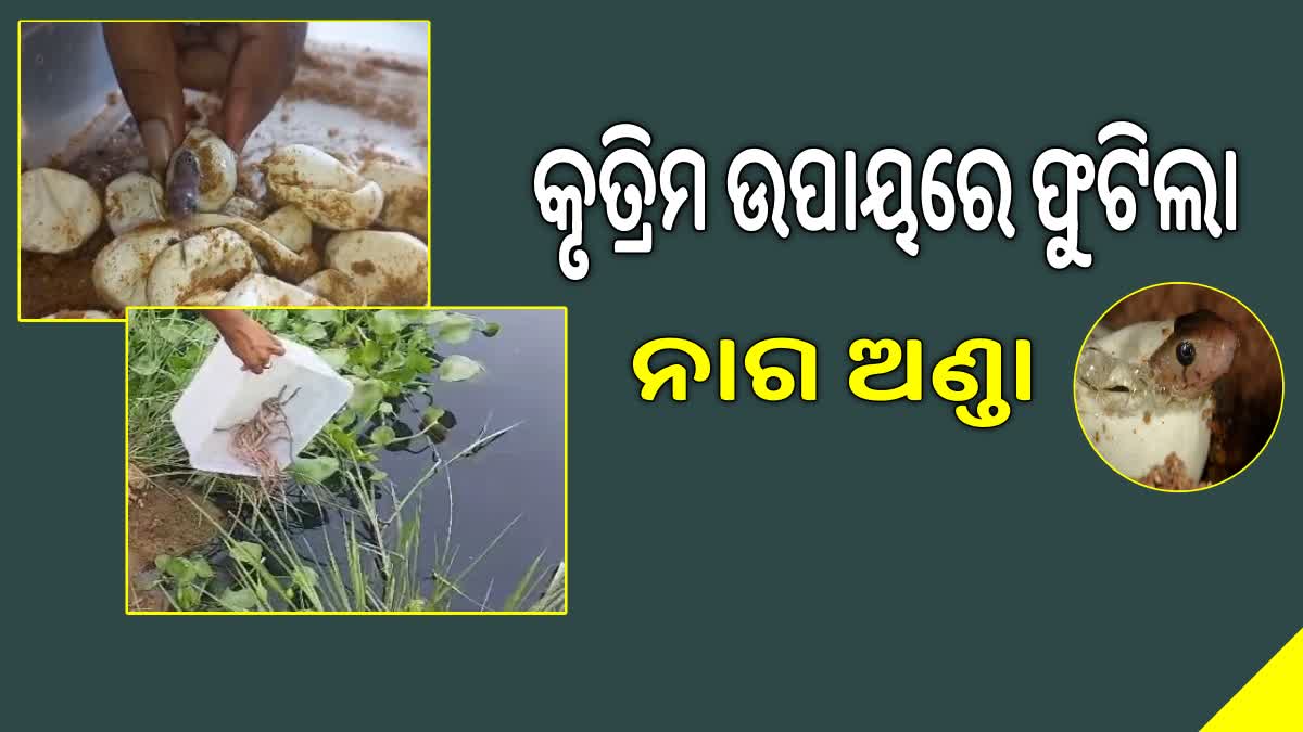 କୃତ୍ରିମ ଉପାୟରେ ଫୁଟିଲା ନାଗ ଅଣ୍ଡା