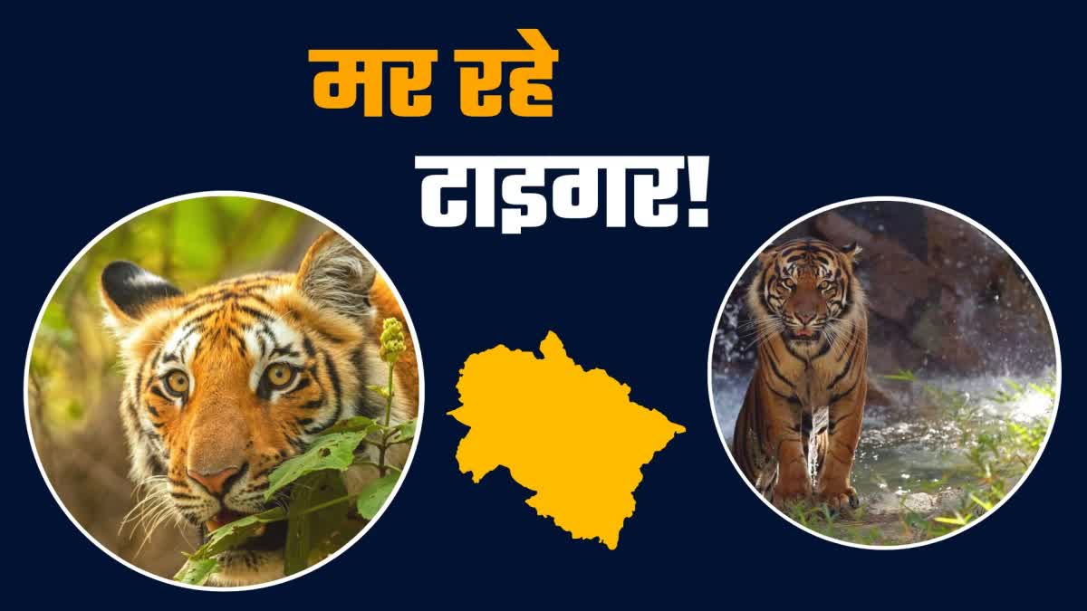 tigers died in uttarakhand