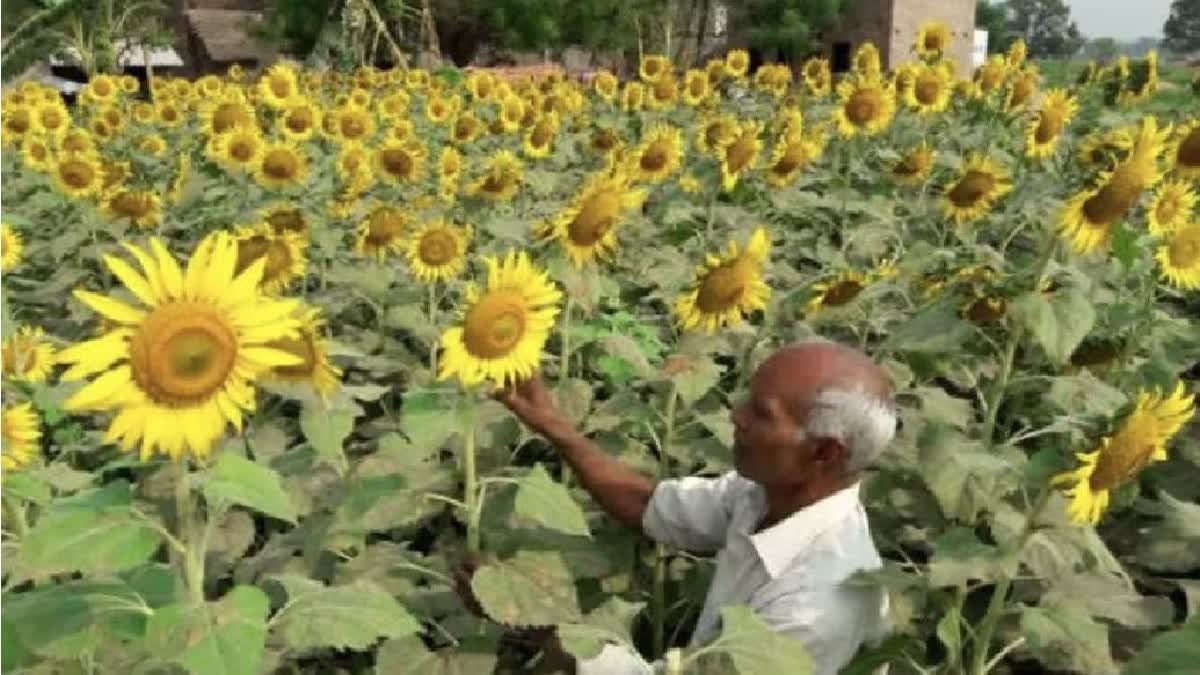 Sunflower Purchase in Haryana