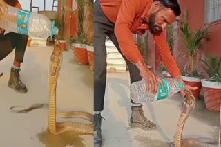 Man Giving Water To Cobra