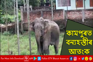 Elephant terror in Kampur