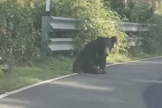 ooty bear