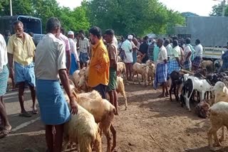 erode-punjaipuliampatti-goat-weekly-market-sales-1-coree-on-the-occation-of-bakrid