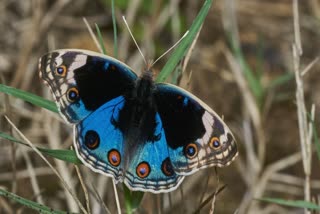 blue pansy butterfly