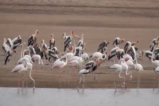 Flamingo birds still in Raichur even after after breeding