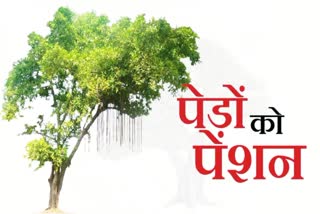 Kanwarpal Gurjar on Tree Pension