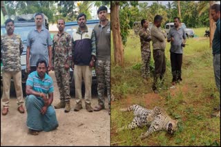 Three leopards found dead in Bandipur forest