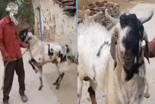 panna chand wala bakra famous before bakrid