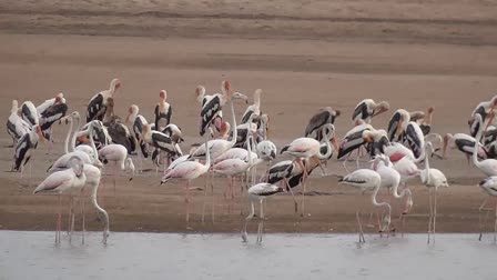 Flamingo birds still in Raichur even after after breeding