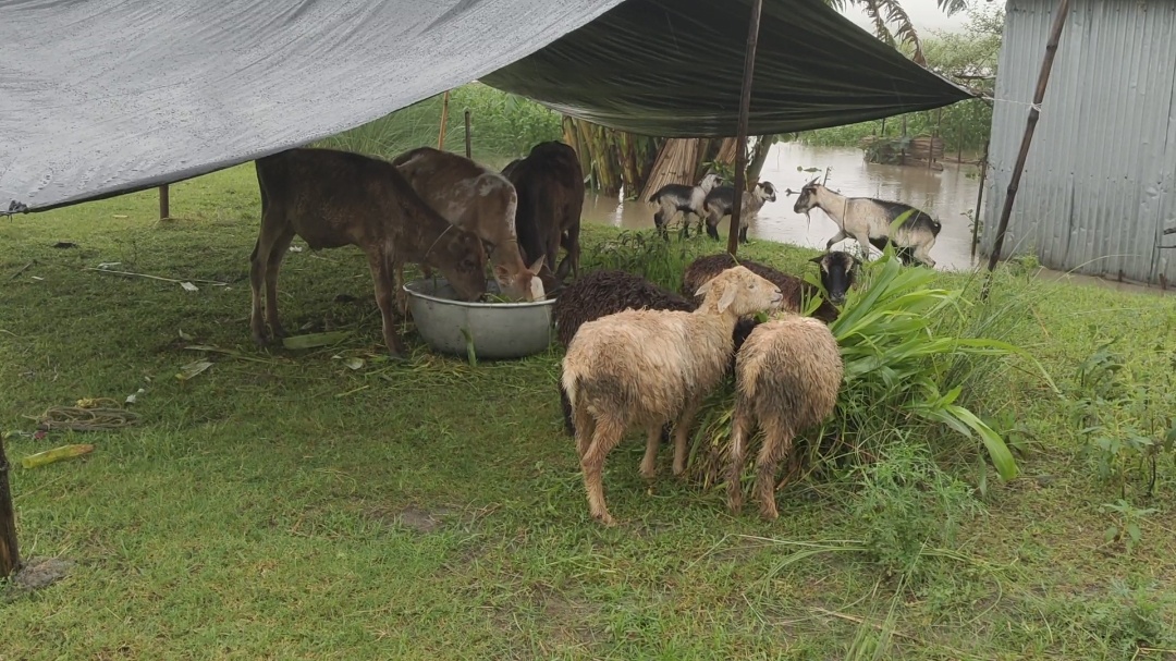 Flood in Assam