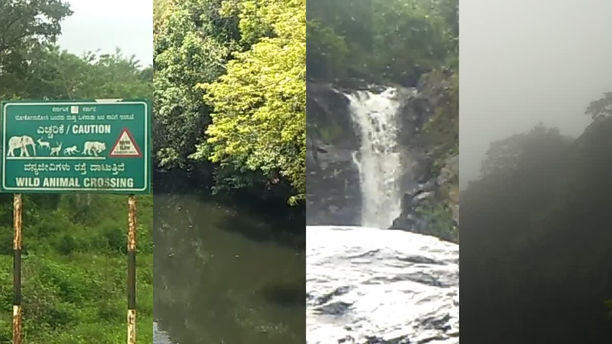 കുടക്  കുടക് വിനോദസഞ്ചാരം  KODAGU Beautiful Scenery  കൂര്‍കിലെ വിനോദ സഞ്ചാര കേന്ദ്രം  Coorg Tourist Spot  കാഴ്‌ചകൾ  കുടക് വിനോദസഞ്ചാരം  KODAGU