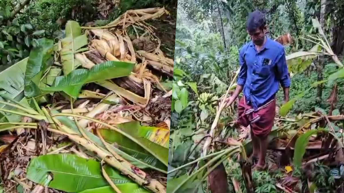 WIDESPREAD CROP DAMAGE  WILD ELEPHANT ATTACK  WILD ELEPHANT CAUSE CROP DAMAGE  കൃഷിനാശം വിതച്ച്‌ കാട്ടാനകള്‍