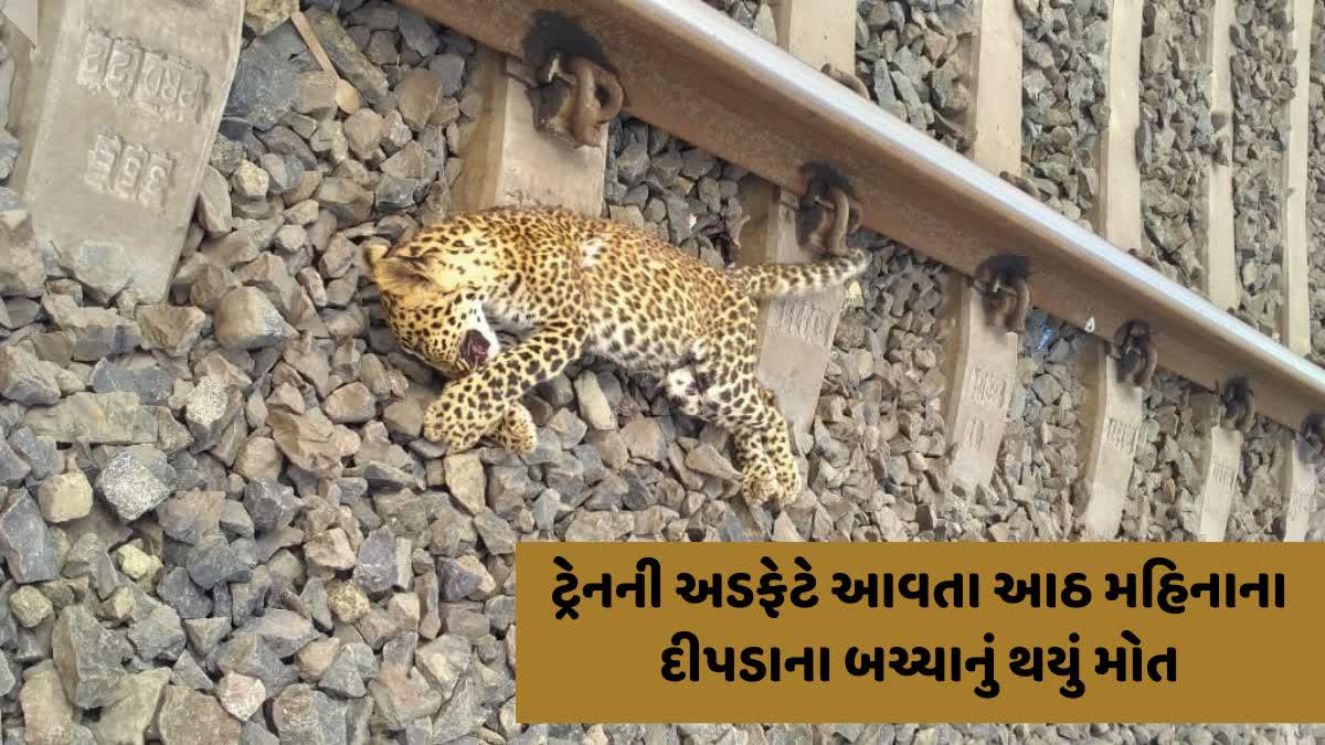 અવારનવાર થતાં અકસ્માતથી વન અને પર્યાવરણ પ્રેમીઓ ચિંતામાં