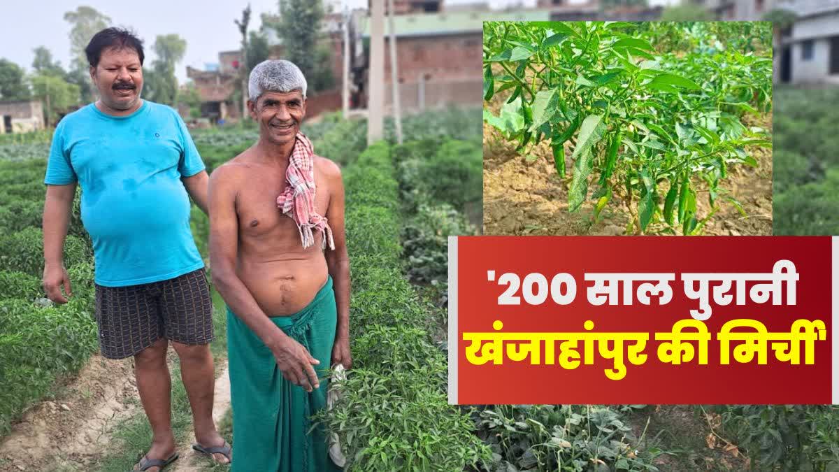 Chilli Cultivation In Khanjahanpur