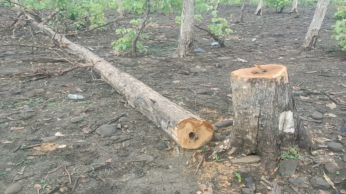 Dewas range forest tree cutting