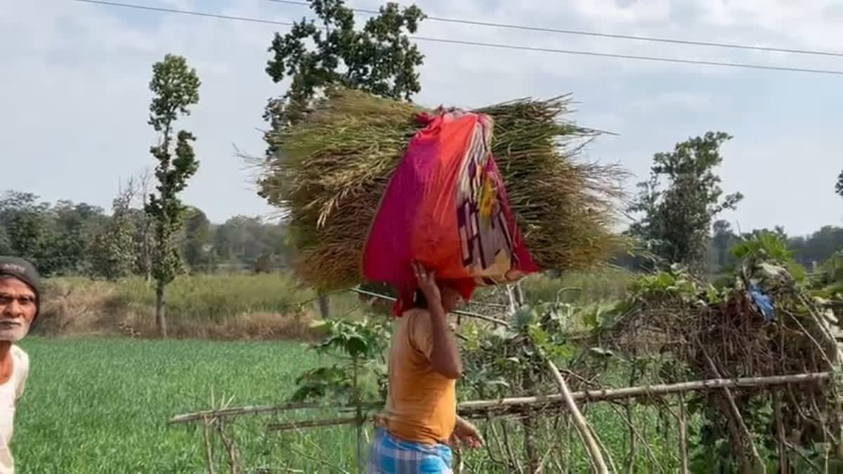 mission-millets-of-agriculture-department-in-latehar