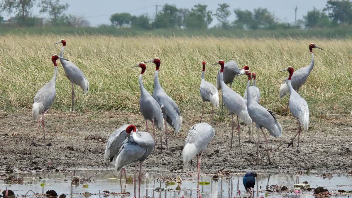 ખેડામાં સારસ પક્ષીની ગણતરી કરાઈ