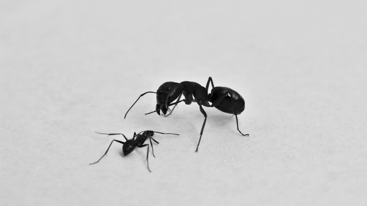 How Do Ants Breathe