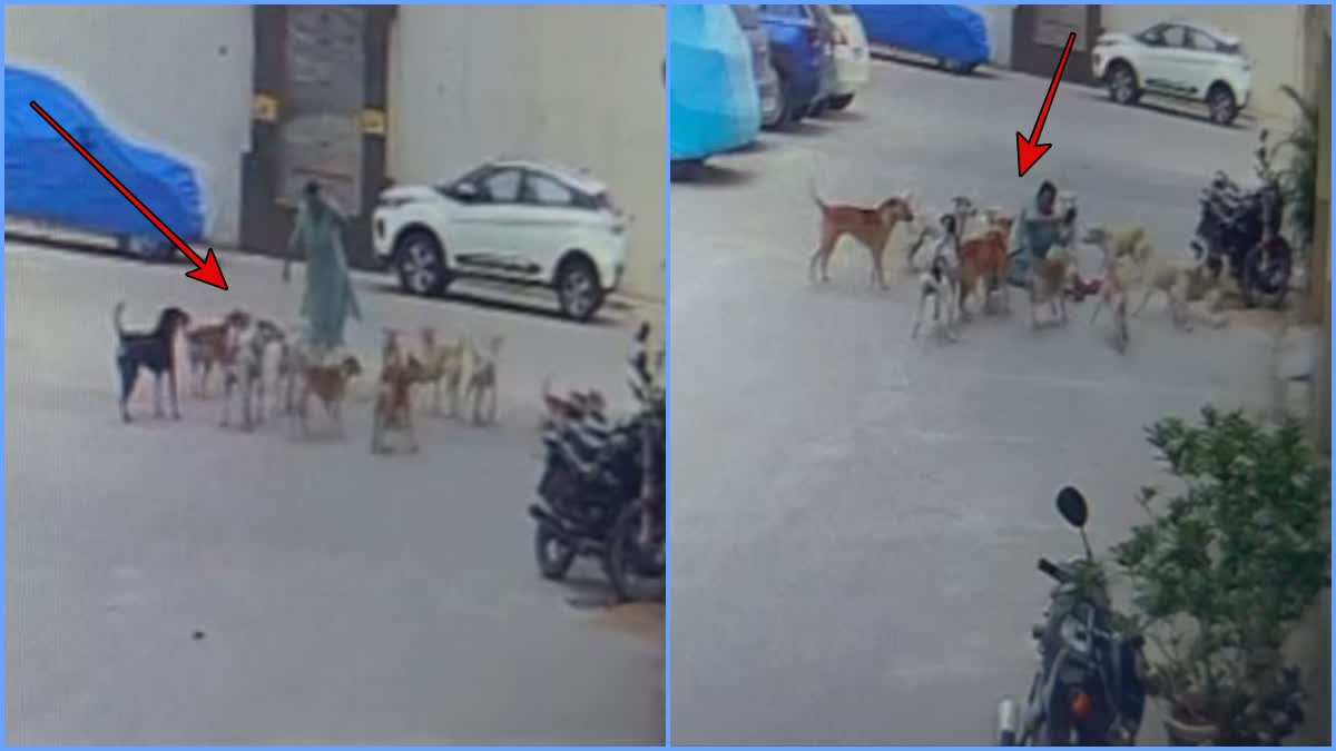 Woman Attacked By Stray Dogs