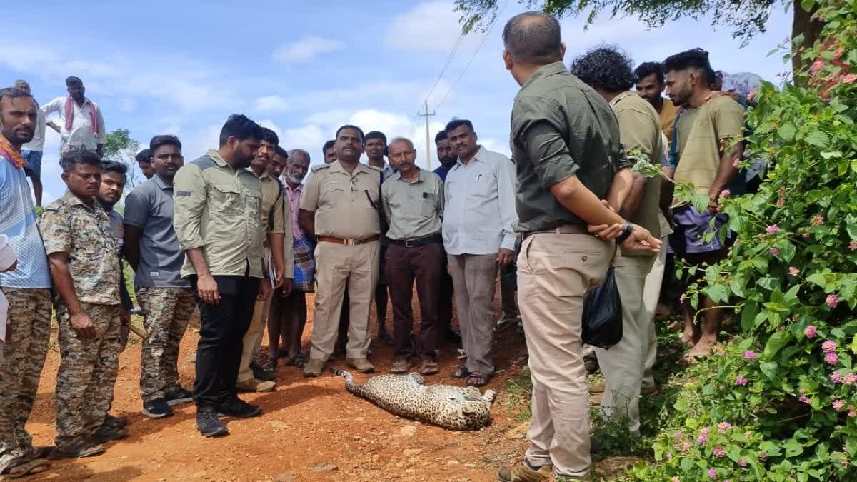 ವಿದ್ಯುತ್ ಸ್ಪರ್ಶದಿಂದ ಚಿರತೆ ಸಾವು