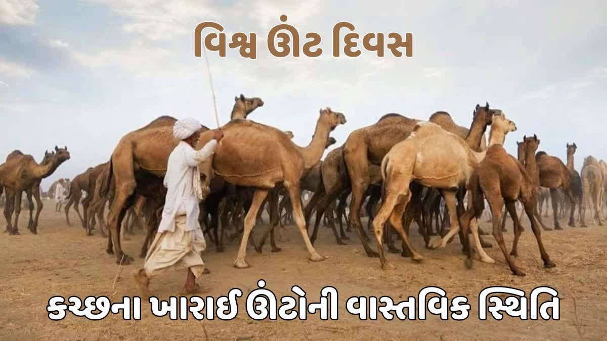 વિશ્વ ઊંટ દિવસ