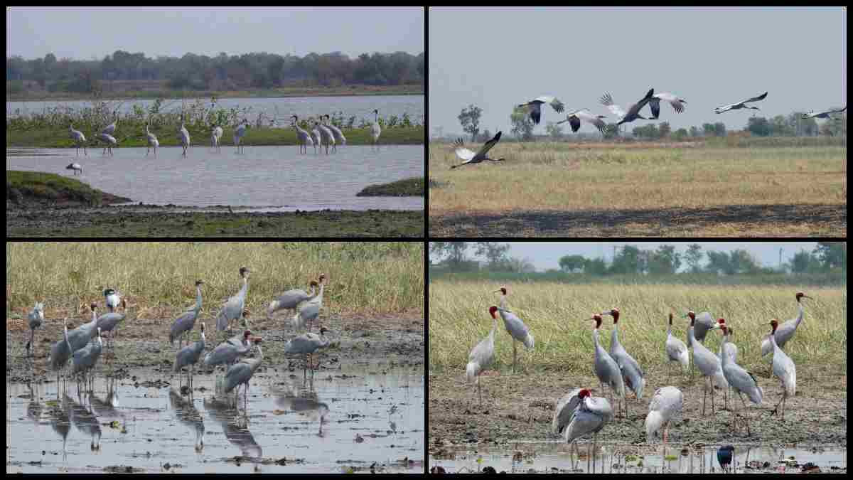 164 ગામોમાં એક સાથે સારસ પક્ષીની ગણતરી