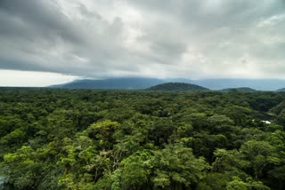 World RainForest Day 2024