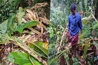 WIDESPREAD CROP DAMAGE  WILD ELEPHANT ATTACK  WILD ELEPHANT CAUSE CROP DAMAGE  കൃഷിനാശം വിതച്ച്‌ കാട്ടാനകള്‍