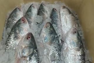 Hilsa in Diamond Harbour Market