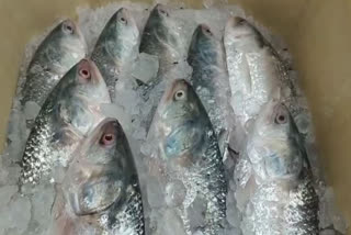مانسون سے پہلے ہی جنوبی 24 پرگنہ کے بازاروں میں ہلسا مچھلی دستیاب