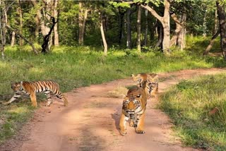 NARMADAPURAM TIGRESS SEEN WITH CUBS