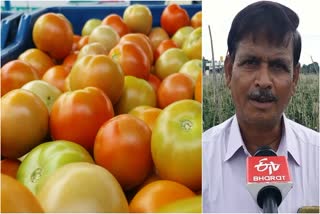 DEMAND FOR TOMATOES  FARMERS EXPECT  EARN LAKHS OF RUPEES  DAVANAGERE