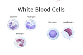Ohio State University scientists identified a unique white blood cell in humans.