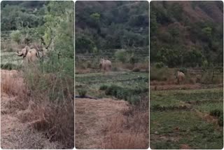 ELEPHANTS IN KOTDWAR FIELDS